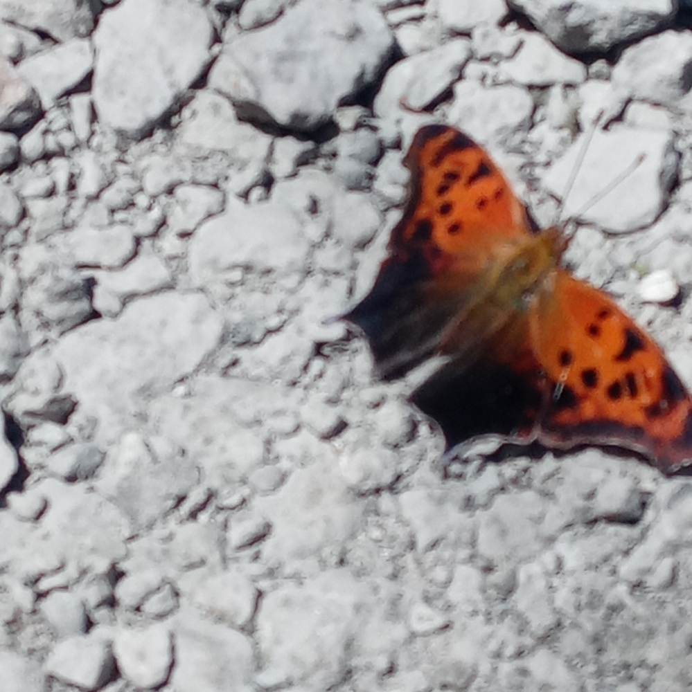 Meet your Posher, Zenaida